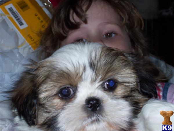Puppies in MD